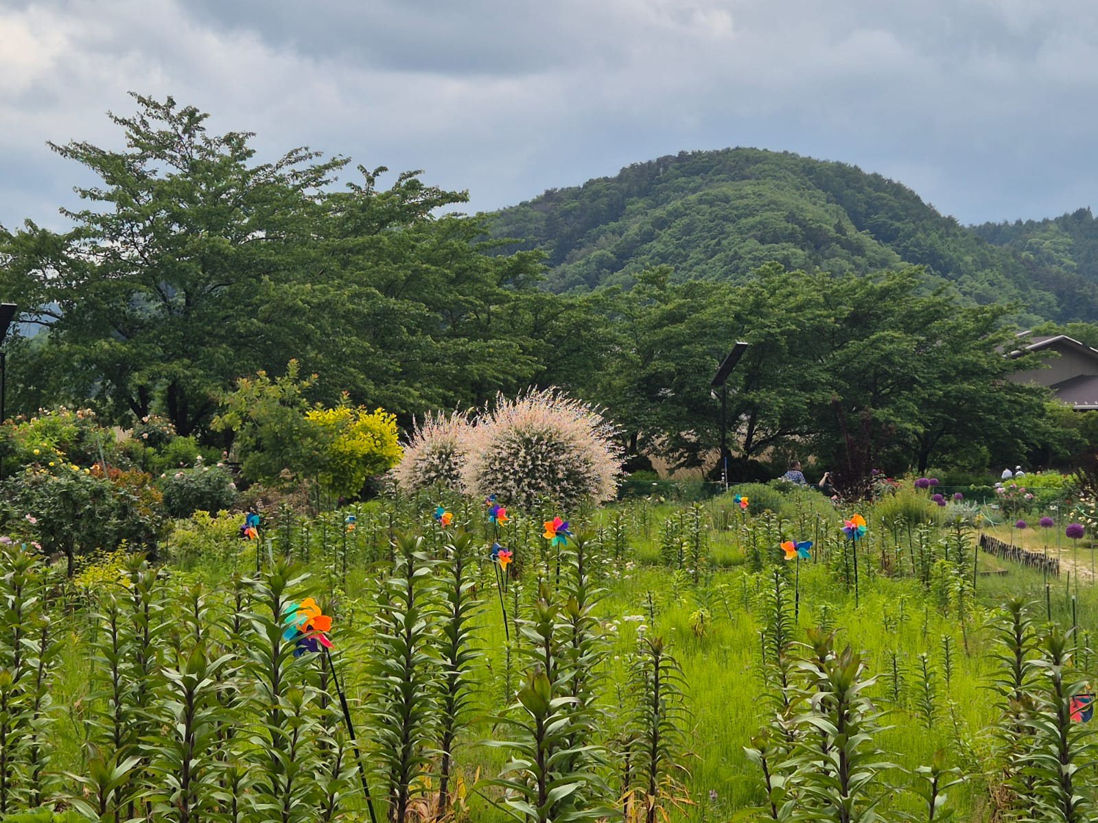Flower field and green hills near Mount Fuji