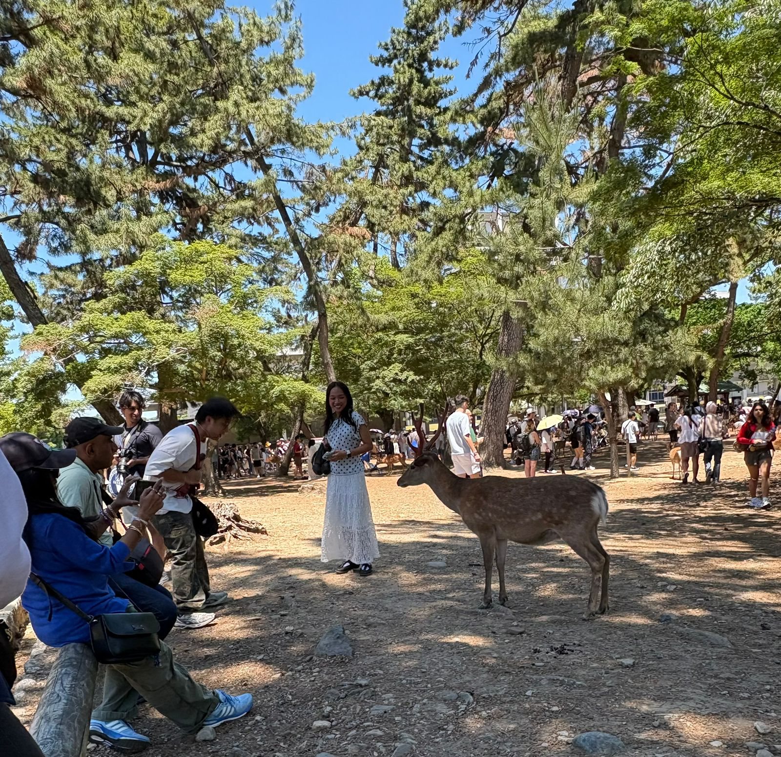 Radif and a male deer bowing to each other at Nara Park
